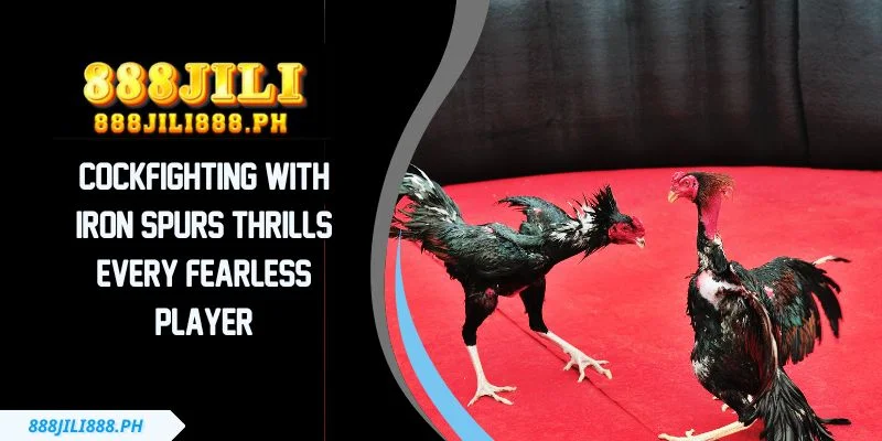 Cockfighting With Iron Spurs Thrills Every Fearless Player