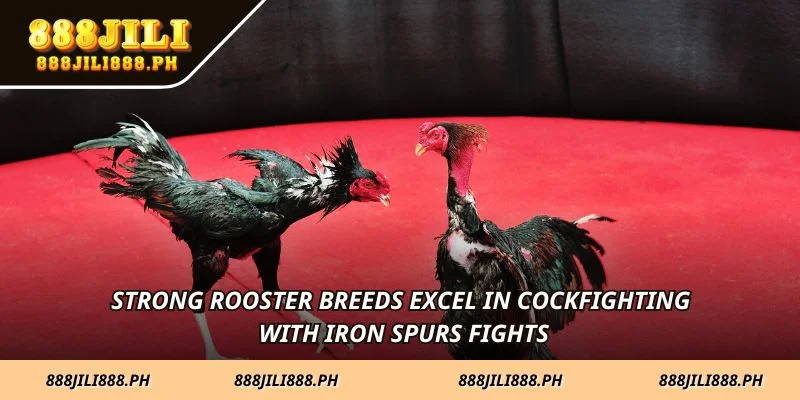 Strong rooster breeds excel in cockfighting with iron spurs fights